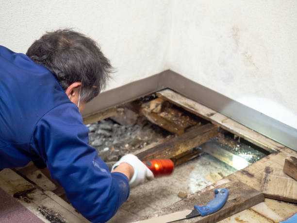 Crawl Space Mold Removal in Reeds Spring, MO