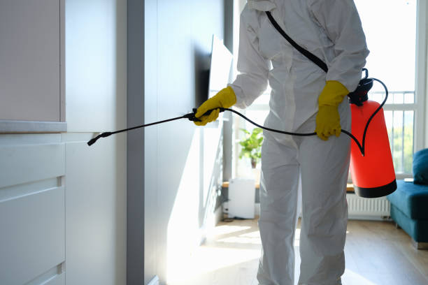 Best Certified Mold Removal  in Reeds Spring, MO