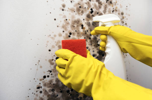 Mold Testing and Removal in Reeds Spring, MO