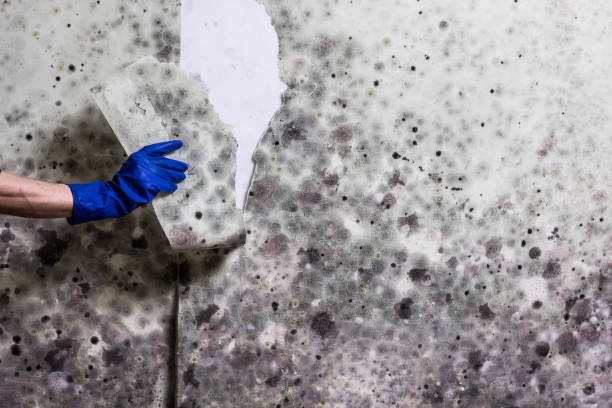 Best Crawl Space Mold Removal  in Reeds Spring, MO